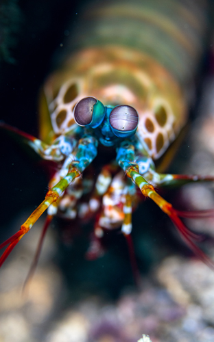Peacock mantis shrimp | Bali - Indonesia