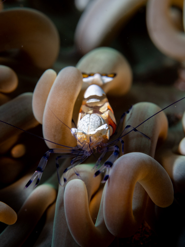 peacock-tail anemone shrimp | Bali - Indonesia