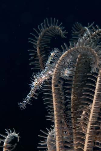 Ornate ghost pipefish | Bali - Indonesia