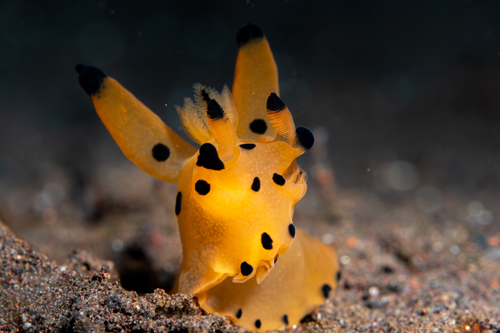 Thecacera Sp. | Bali - Indonesia
