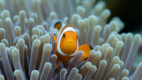 Ocellaris clownfish | Bali - Indonesia
