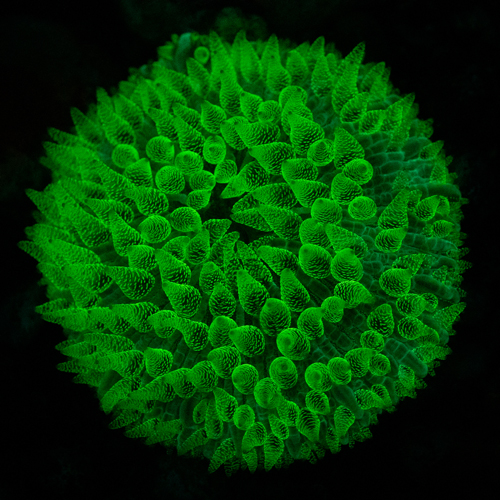 UV mushroom coral | Bali - Indonesia