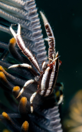 feather star squat lobster | Bali - Indonesia