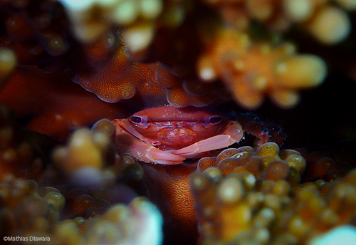 Coral Crab | Havelock, Andaman island - India