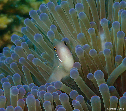 Pink skunk clownfish | Koh Tao - Thailand