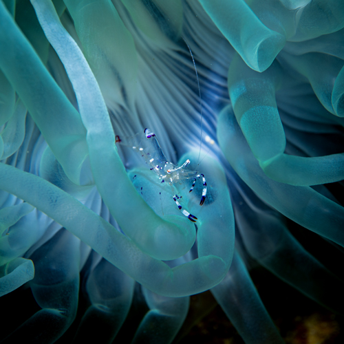 Anemone Shrimp | Nosy Be - Madagascar