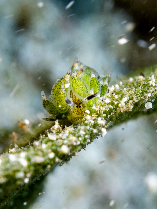 Nudibranch Costaciella Sp | Nosy Be - Madagascar