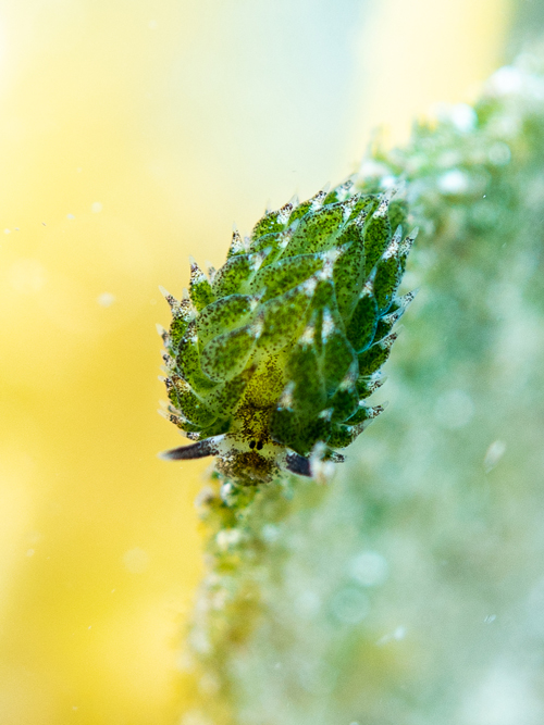 Nudibranch Costaciella Sp | Nosy Be - Madagascar