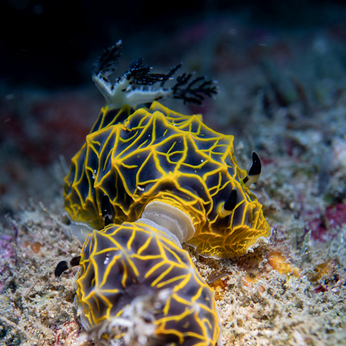 Hagerda Wasinensis Sp | Nosy Be - Madagascar