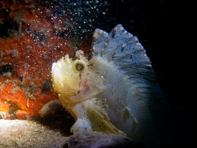 Leaf Fish | Nosy Be - Madagascar