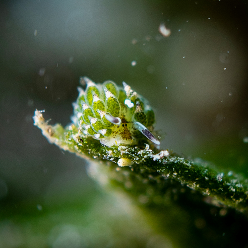 Nudibranch Costaciella Sp | Nosy Be - Madagascar