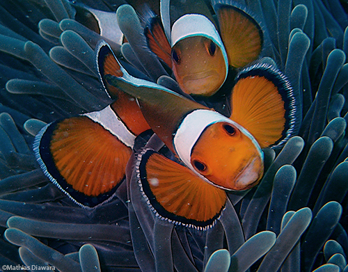 Ocellaris Clownfish | Havelock, Andaman island - India
