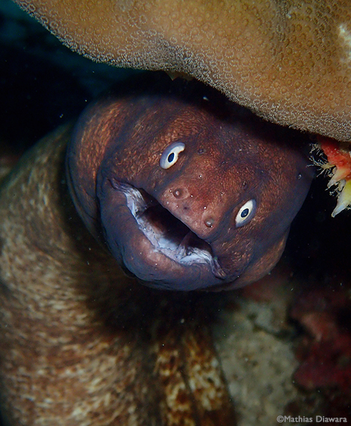 White-eyed Moray eel | Koh Tao - Thailand