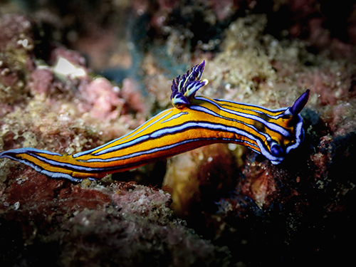 Nudibranch | Cabo San Lucas - Mexico