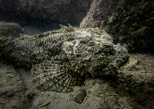 Stonefish | Cabo San Lucas - Mexico