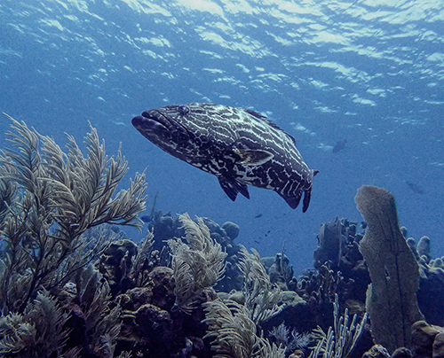 Grouper | Roatan - Honduras