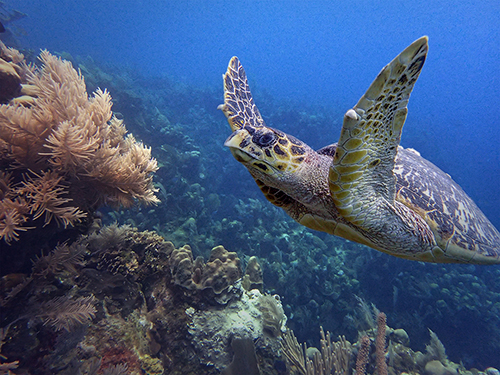 Turtle | Roatan - Honduras