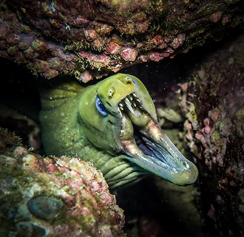 Green Moray Eel | Cabo San Lucas - Mexico